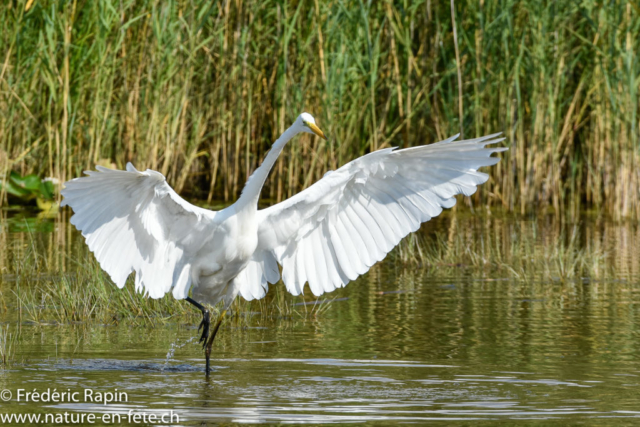 Grande aigrette à la pêche