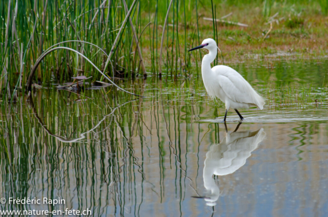 Aigrette garzette