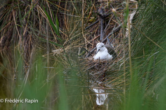 Échasse blanche au nid