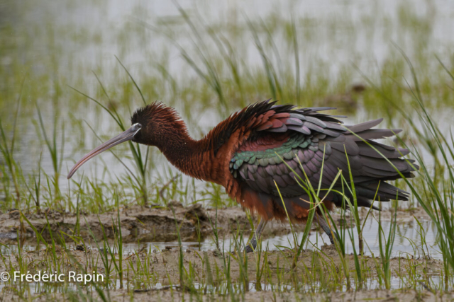 Ibis falcinelle