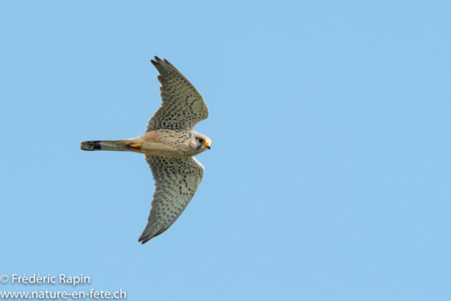 Faucon crécerelle en chasse