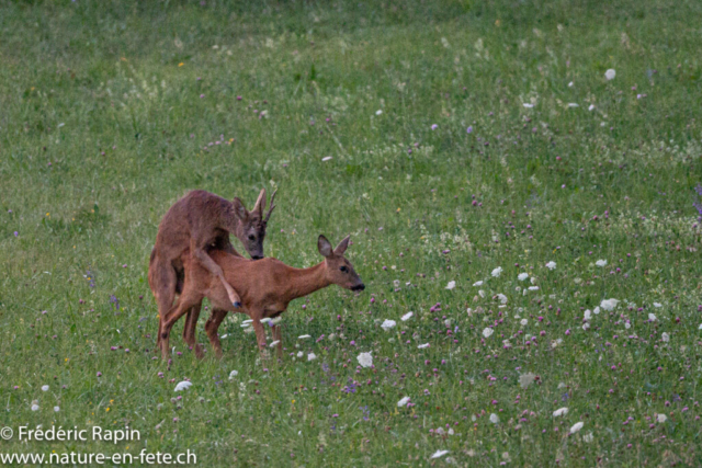 Rut du chevreuil