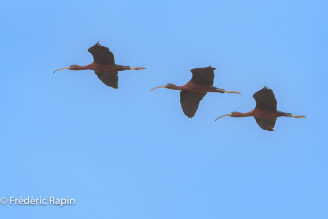 Ibis falcinelles