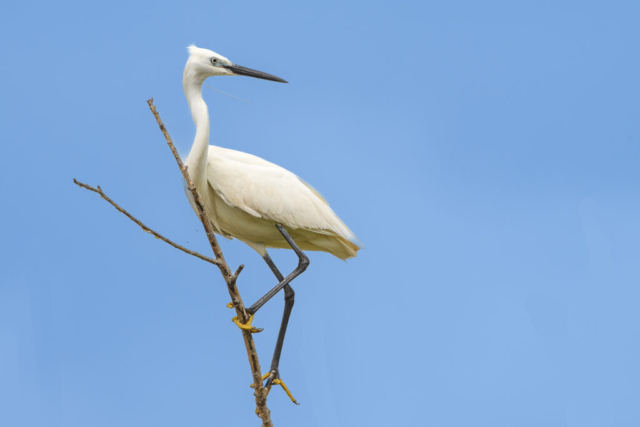 Aigrette garzette