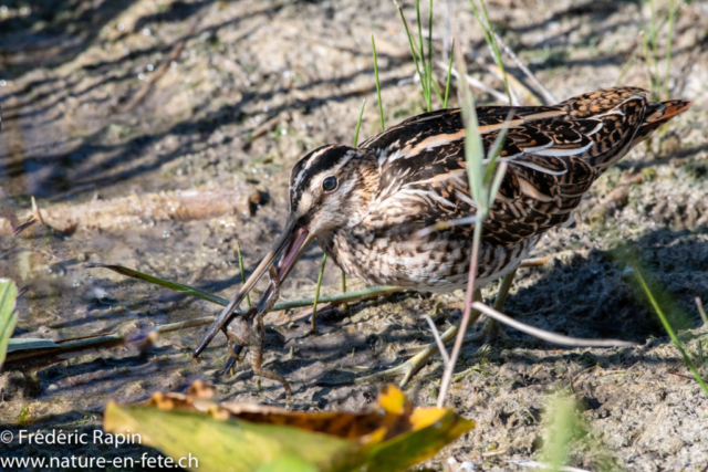 Bécassine des marais mangeant une petite grenouille