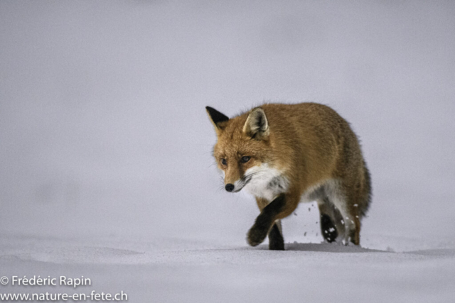 Renard