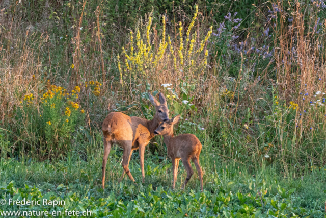 Tendresse maternelle