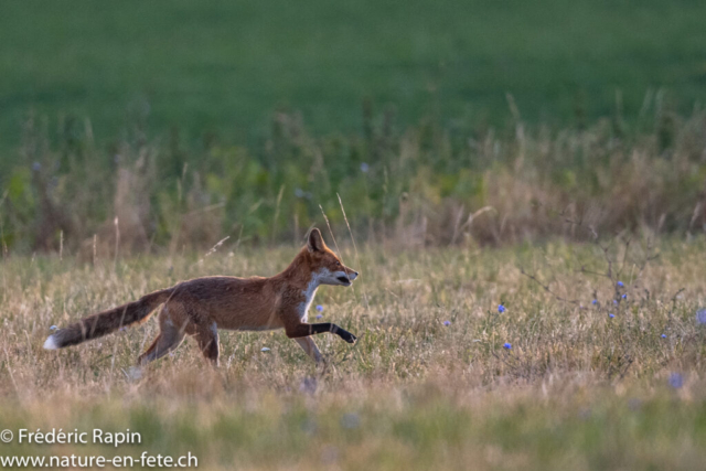 Jeune renard