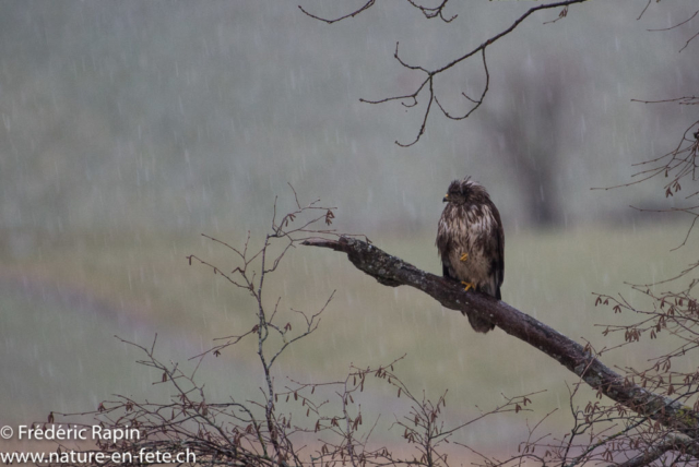 Buse variable sous la pluie