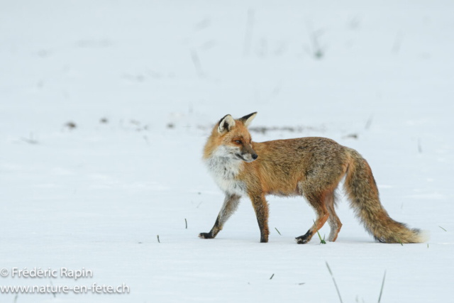 Renard en chasse