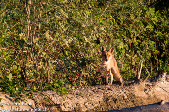 Renard au bord de la rivière