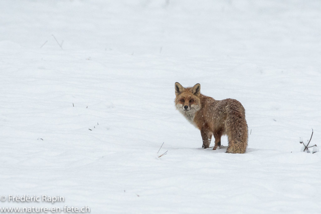 Renard mâle à l'aube sous la neige