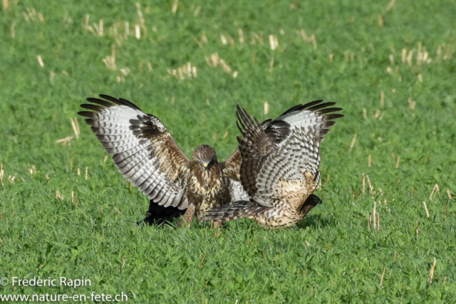 Buse variable et autour des palombes se disputant une proie