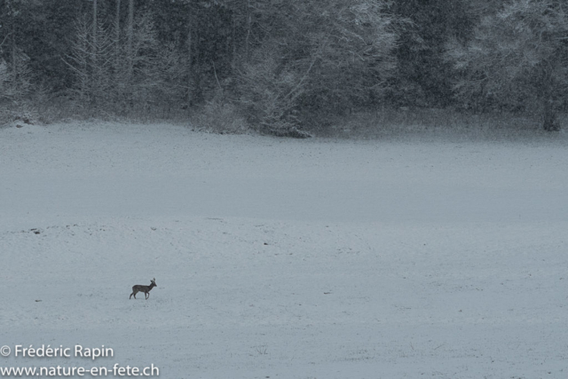 Matin de neige au Jura