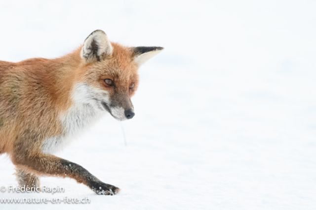 Renard