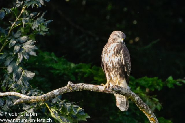 Buse variable à l'affût