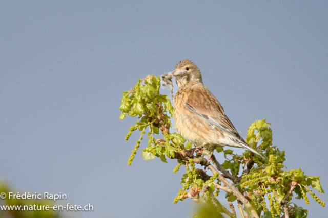 Linotte mélodieuse