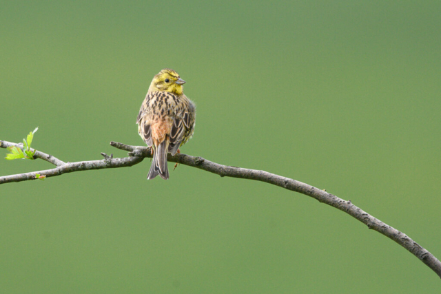 Bruant jaune mâle