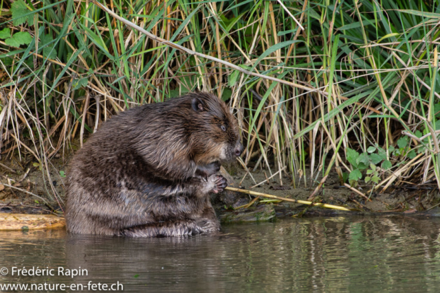 Castor faisant sa toilette