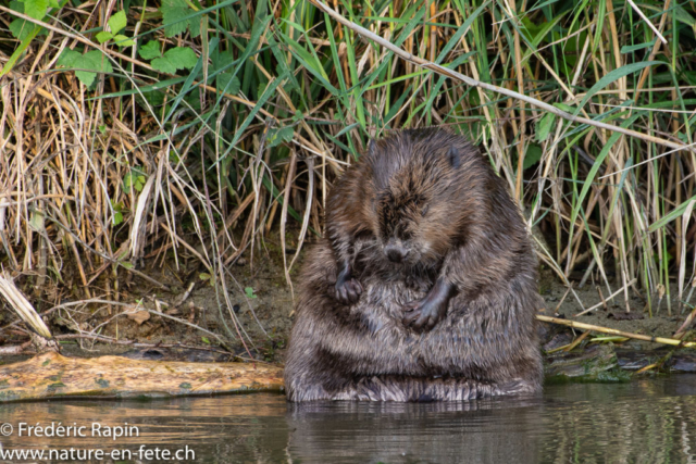 Castor faisant sa toilette