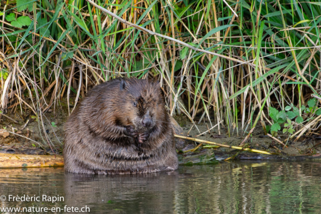 Castor faisant sa toilette