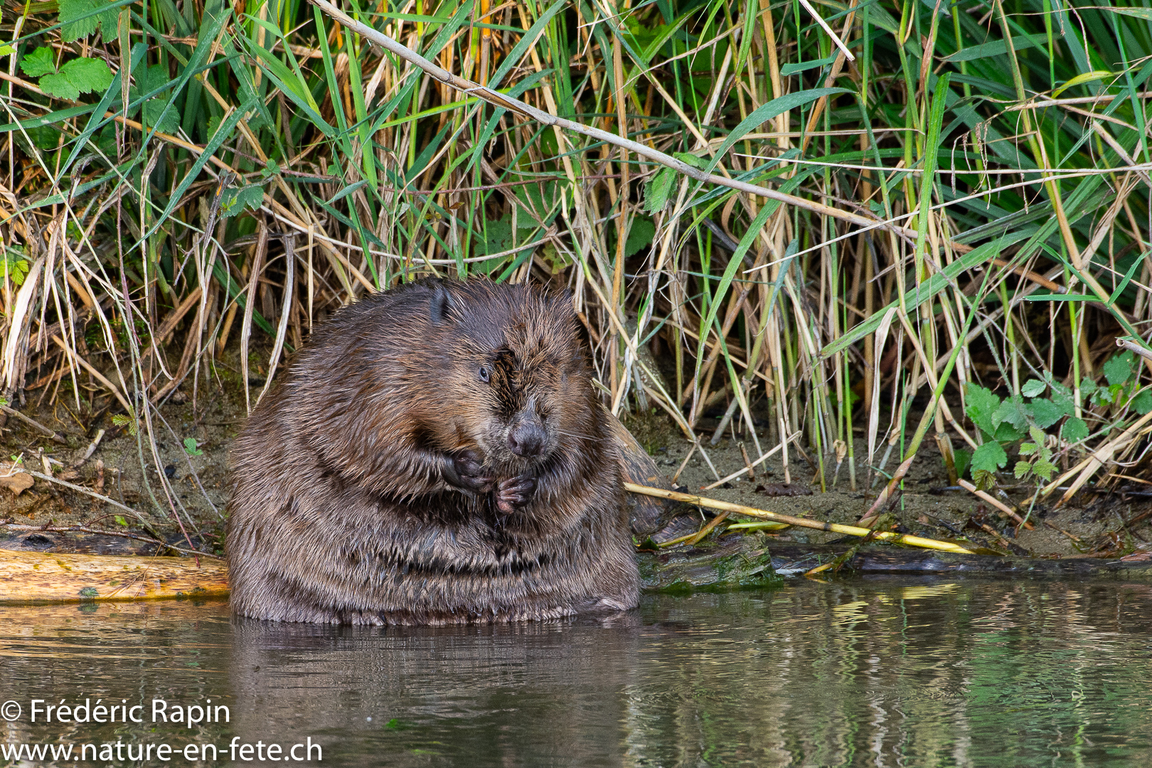 Castor faisant sa toilette