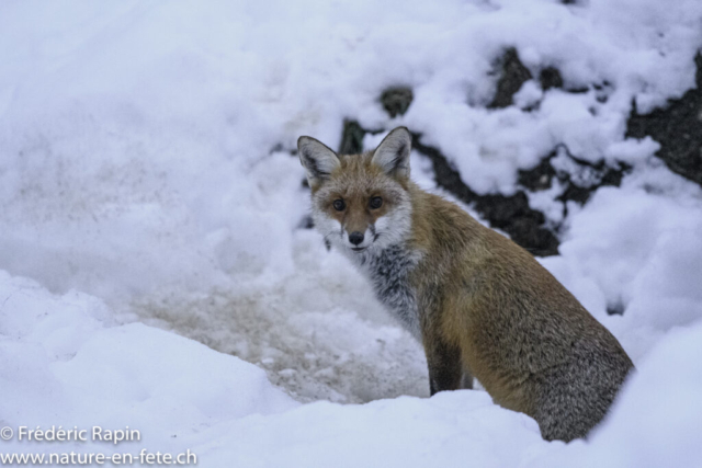 Renard sortant du terrier