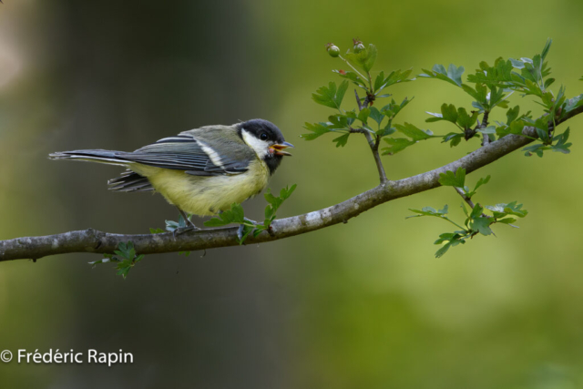 Mésange charbonnière