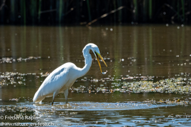 Grand aigrette capturant un petit poisson