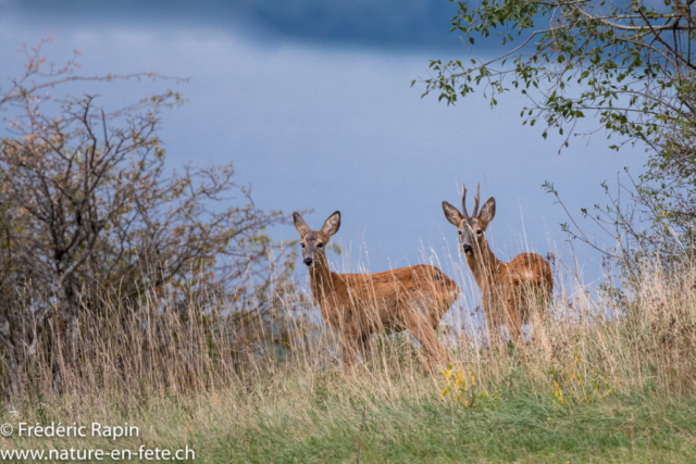 Couple de chevreuils