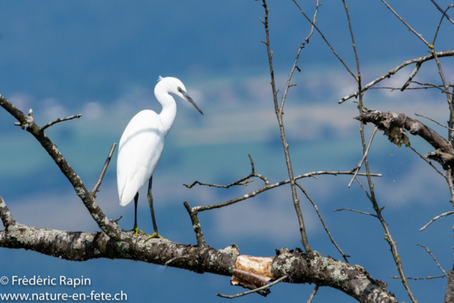 Aigrette garzette dans un arbre mort