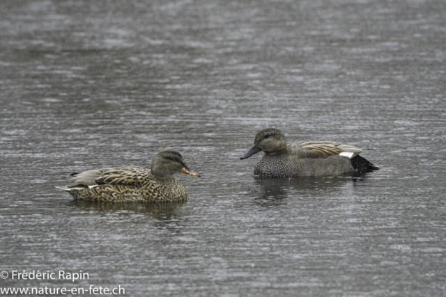 Couple de canards chipeaux