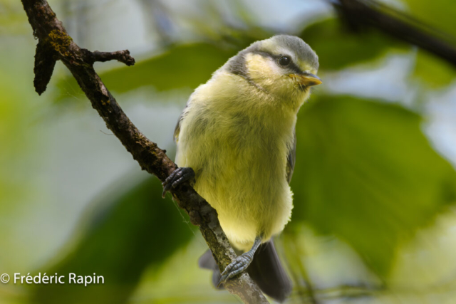 Mésange bleue