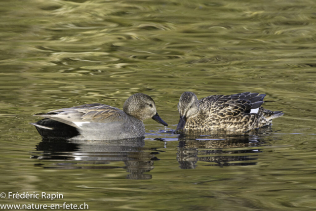 Couple de canards chipeaux