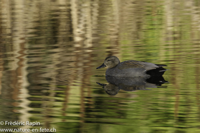 Canard chipeau mâle