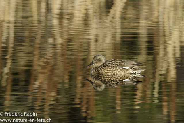 Canard chipeau femelle