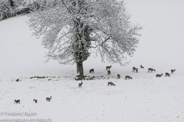 Matin d'hiver