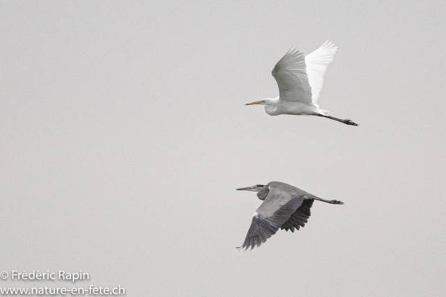 Grande aigrette et héron cendré