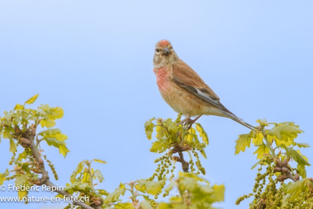 Linotte mélodieuse