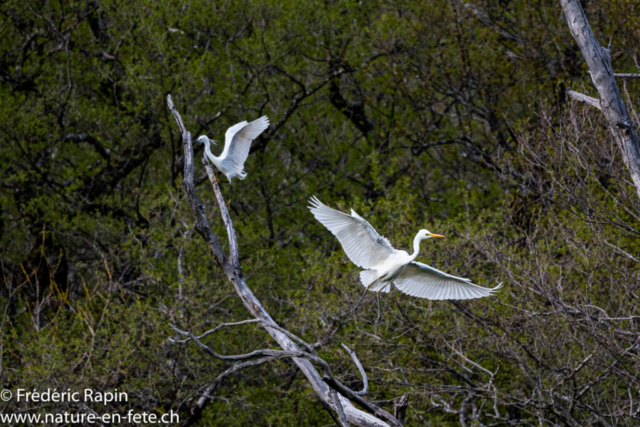 Aigrette garzette et grande aigrette