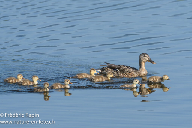 Canard colverts