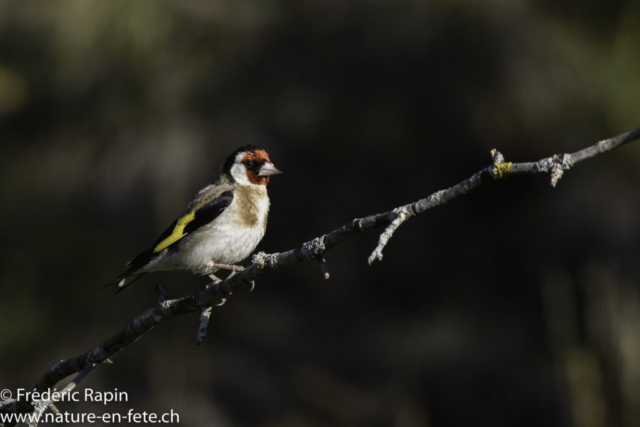 Chardonneret élégant