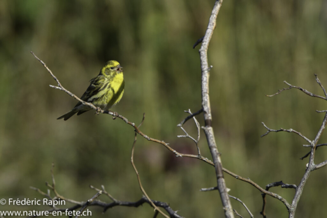 Serin cini