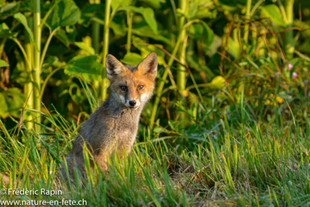 Jeune renard