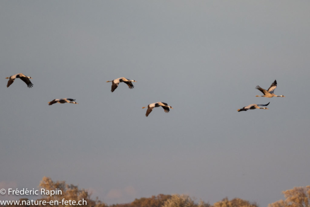 Vol de grues cendrées au lac du Der