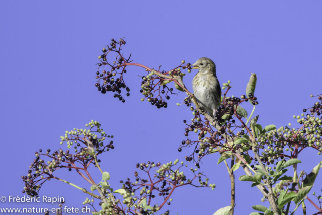 Linotte mélodieuse