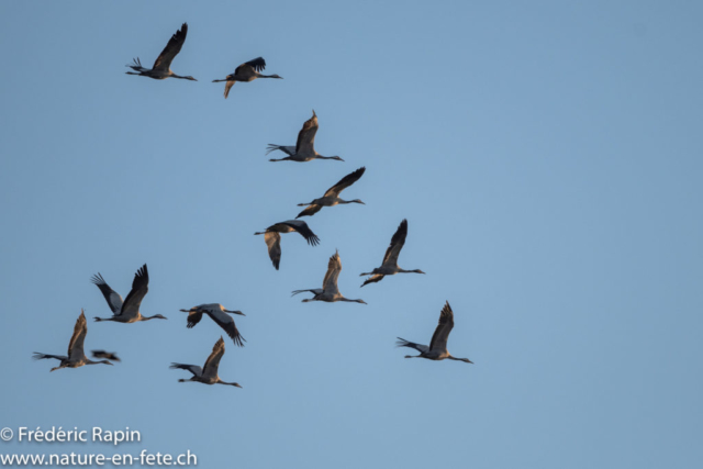 Grues cendrées au soleil couchant