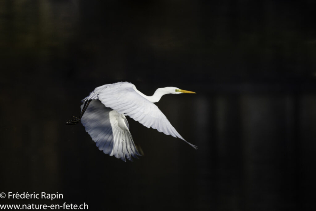 Grande aigrette