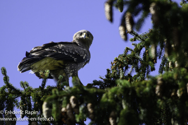 Aigle pomarin juvénile