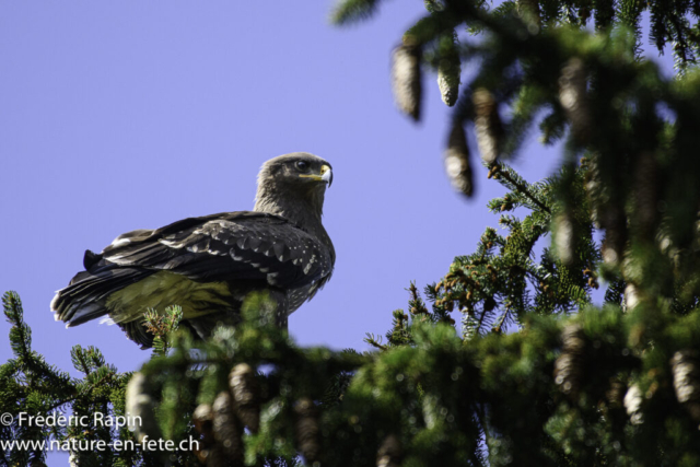 Aigle pomarin juvénile